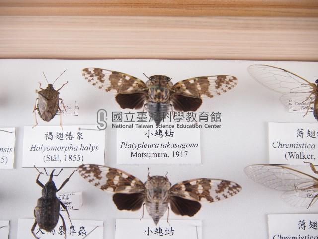 小蟪蛄藏品圖，第1張