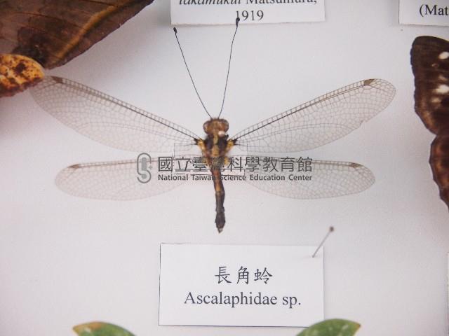 長角蛉藏品圖，第1張