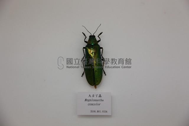 大吉丁蟲藏品圖，第1張