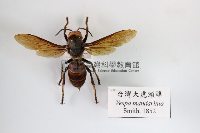 臺灣大虎頭蜂藏品圖，第1張