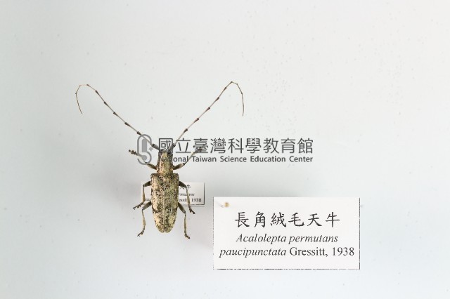 長角絨毛天牛藏品圖，第1張