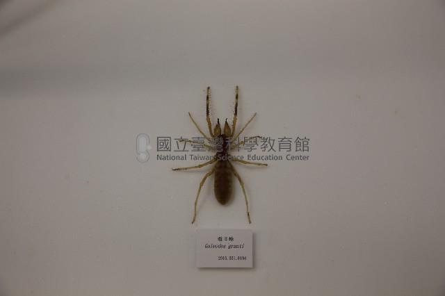 避日蛛藏品圖，第1張