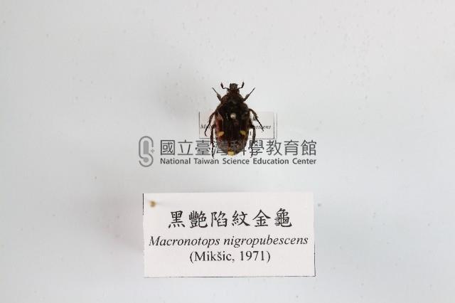 黑艷陷紋金龜藏品圖，第1張