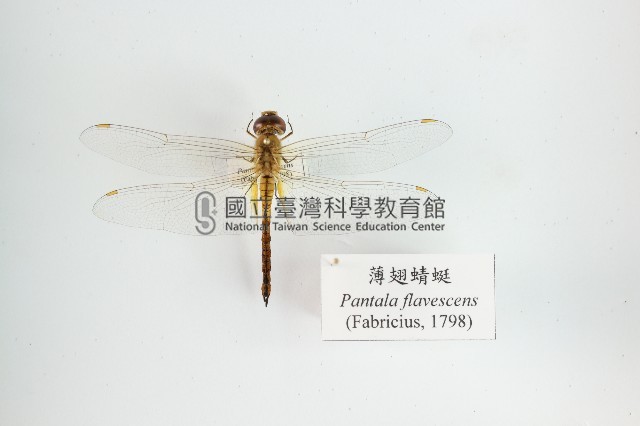 薄翅蜻蜓藏品圖，第1張