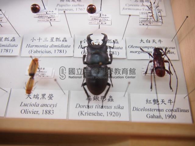 扁鍬形蟲藏品圖，第1張