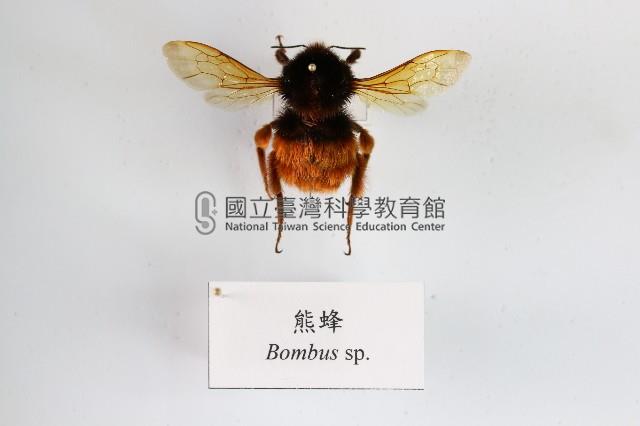 熊蜂藏品圖，第1張