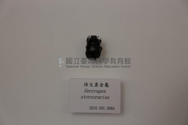 條文糞金龜藏品圖，第1張