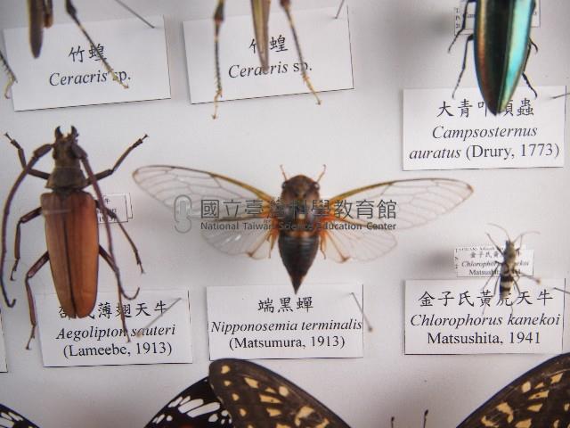 端黑蟬藏品圖，第1張