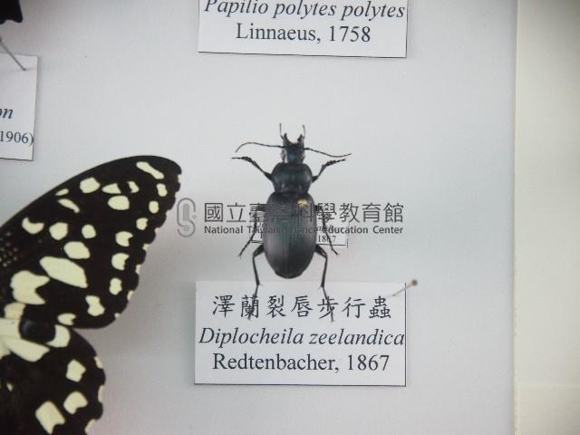 澤蘭裂唇步行蟲藏品圖，第1張