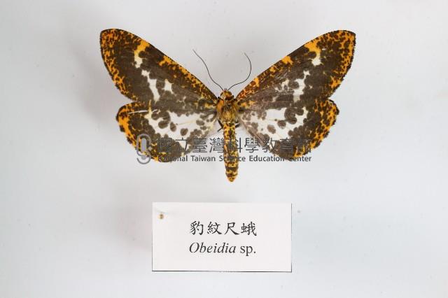 豹紋尺蛾藏品圖，第1張