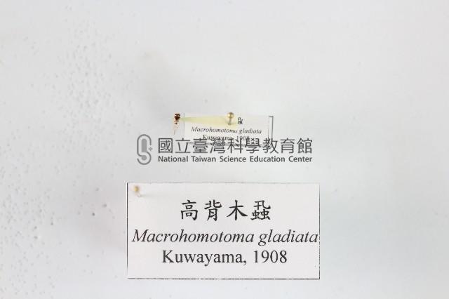 高背木蝨藏品圖，第1張