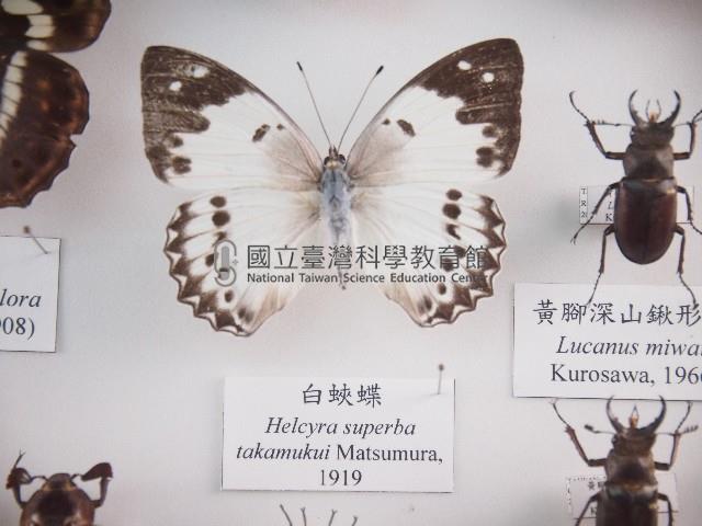 白蛺蝶藏品圖，第1張