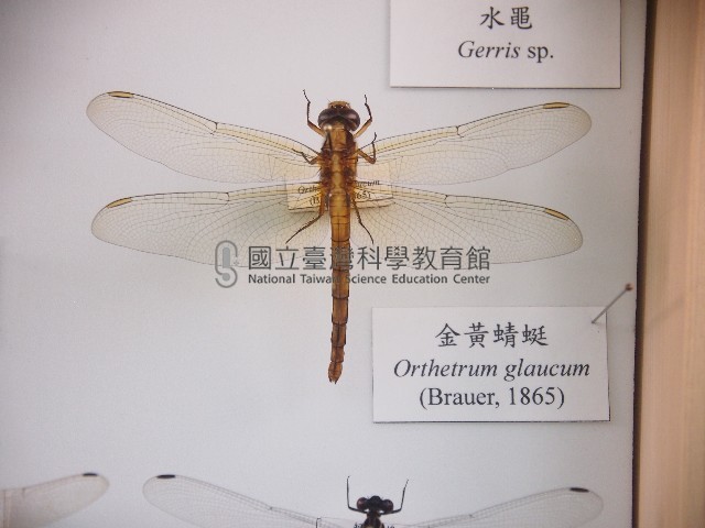 金黃蜻蜓藏品圖，第1張