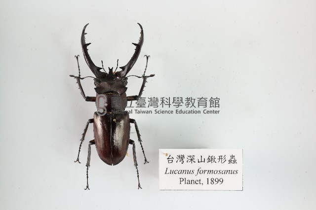 臺灣深山鍬形蟲藏品圖，第1張
