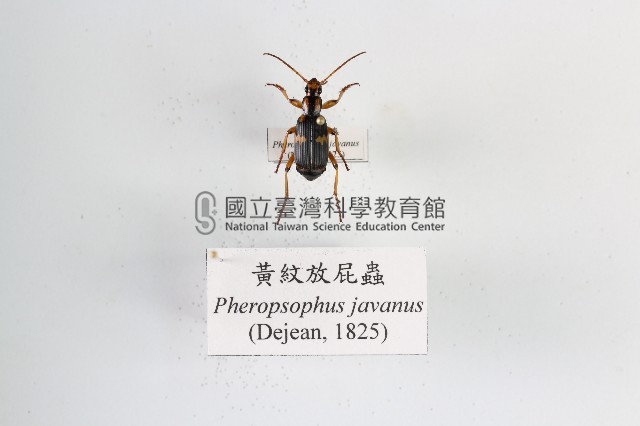 黃紋放屁蟲藏品圖，第1張