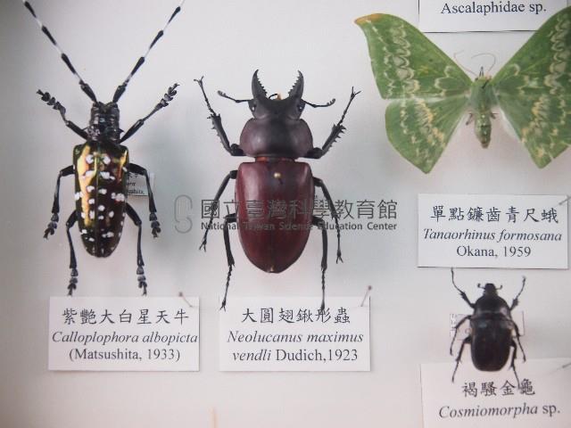 大圓翅鍬形蟲藏品圖，第1張