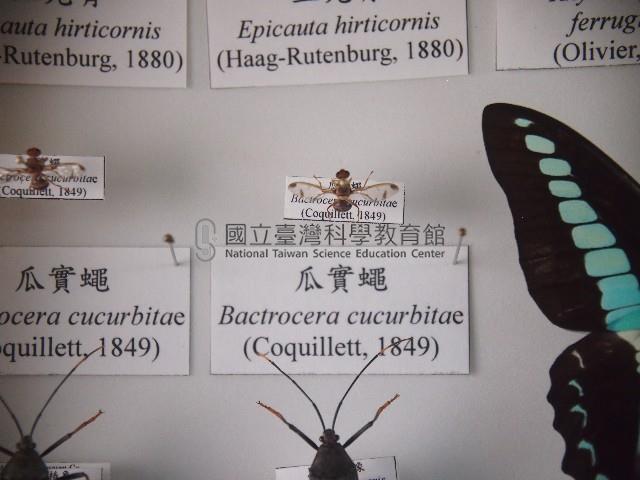 瓜實蠅藏品圖，第1張