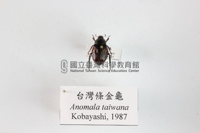 臺灣條金龜藏品圖，第1張