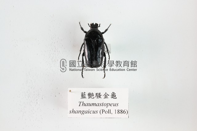 藍艷騷金龜藏品圖，第1張