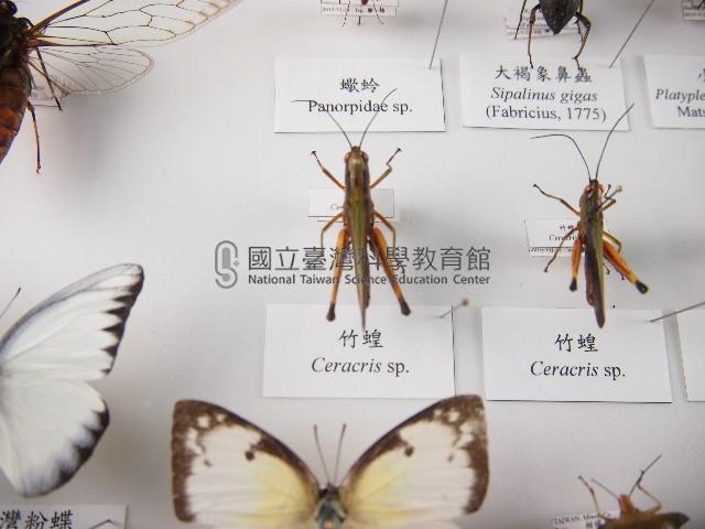 竹蝗藏品圖，第1張