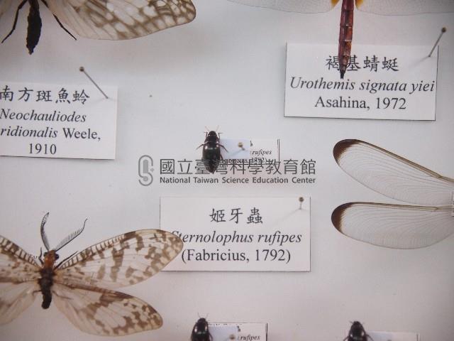 姬牙蟲藏品圖，第1張