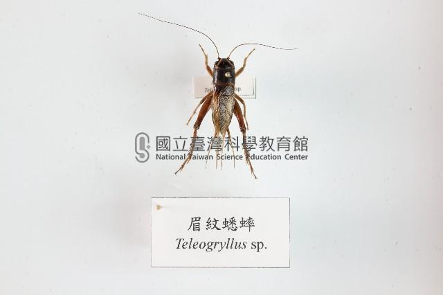 眉紋蟋蟀藏品圖，第1張
