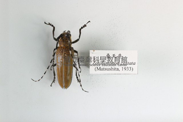 桑天牛藏品圖，第1張