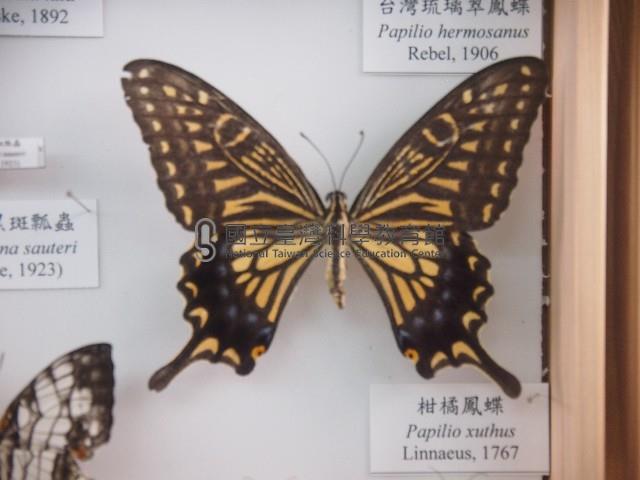 柑橘鳳蝶藏品圖，第1張