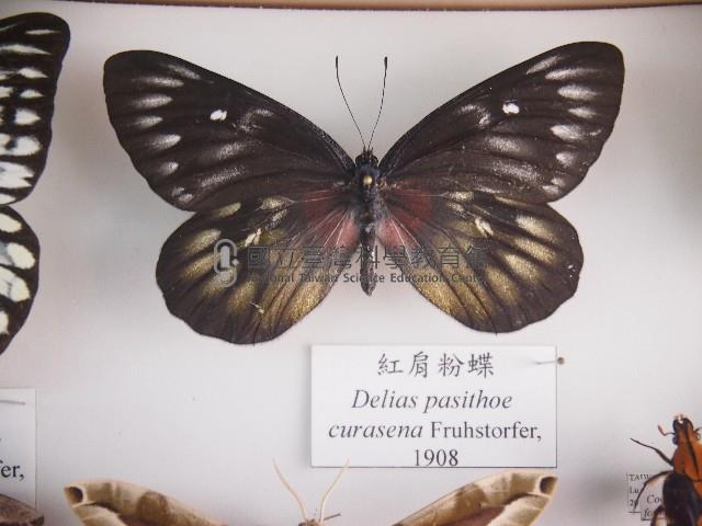 紅肩粉蝶藏品圖，第1張