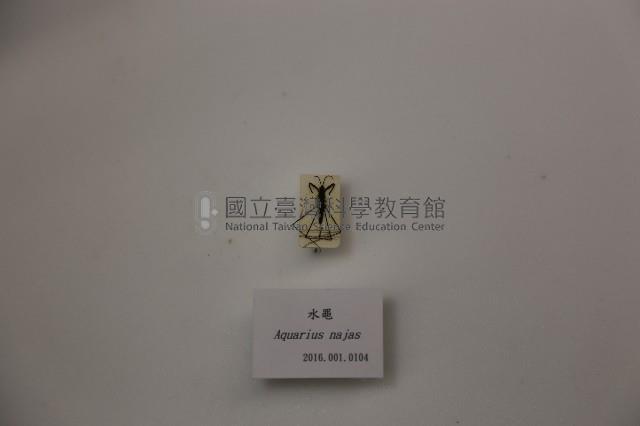 水黽藏品圖，第1張