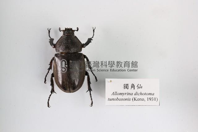 獨角仙藏品圖，第1張