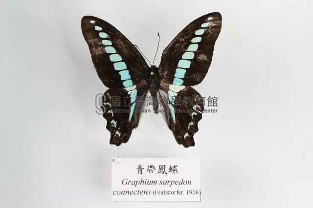 青帶鳳蝶藏品圖，第1張