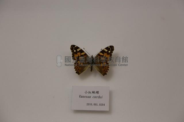 小紅蛺蝶藏品圖，第1張