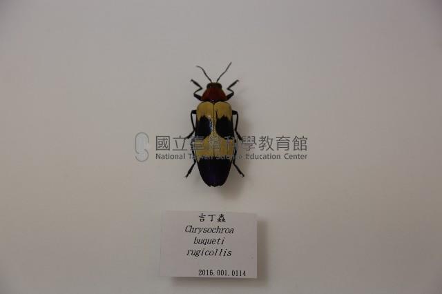 吉丁蟲藏品圖，第1張