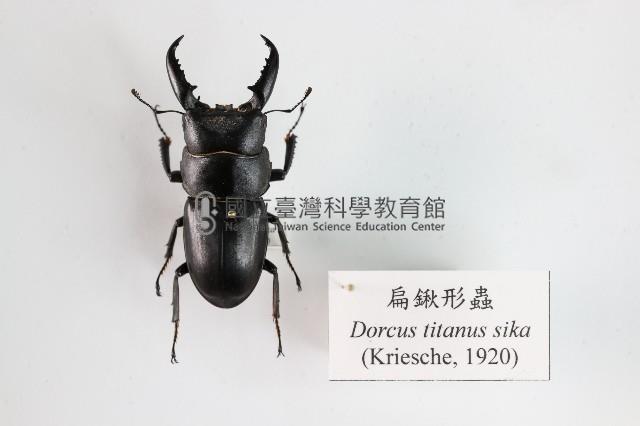 扁鍬形蟲藏品圖，第1張
