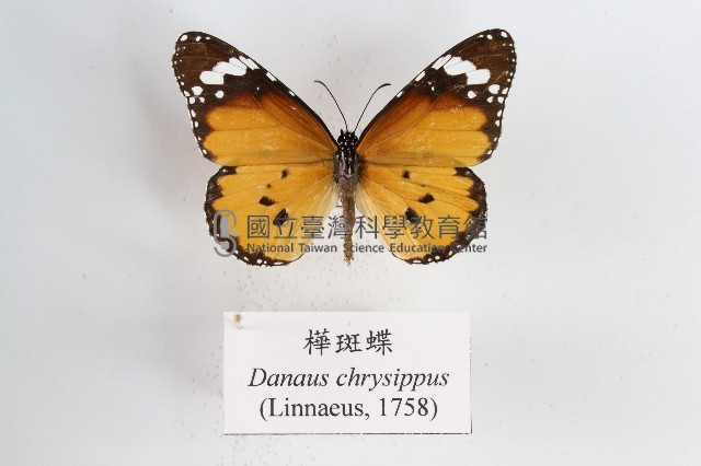 樺斑蝶藏品圖，第1張
