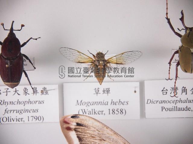 草蟬藏品圖，第1張
