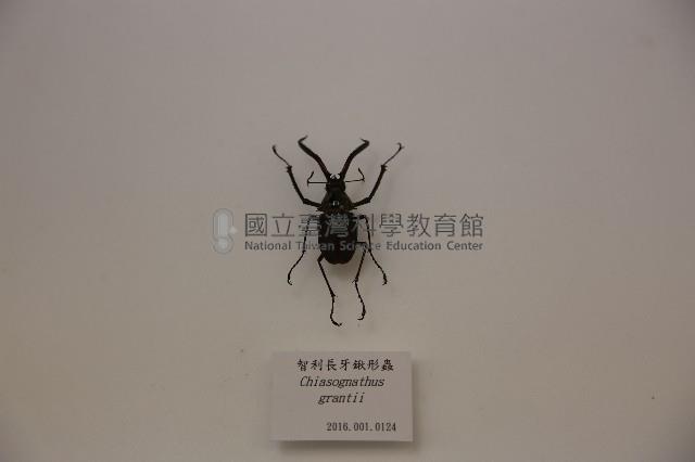 智利長牙鍬形蟲藏品圖，第1張