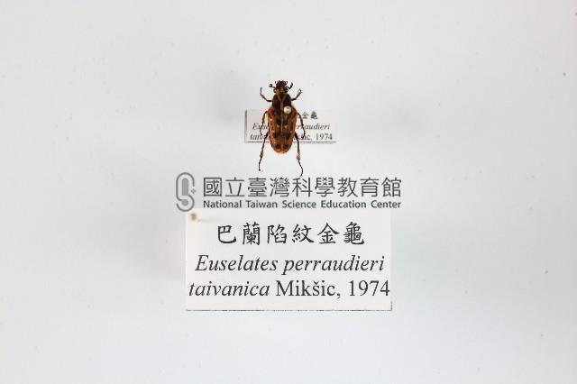 巴蘭陷紋金龜藏品圖，第1張