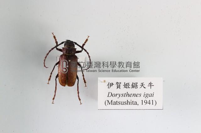 伊賀姬鋸天牛藏品圖，第1張