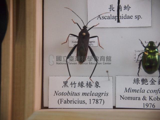 黑竹緣椿象藏品圖，第1張