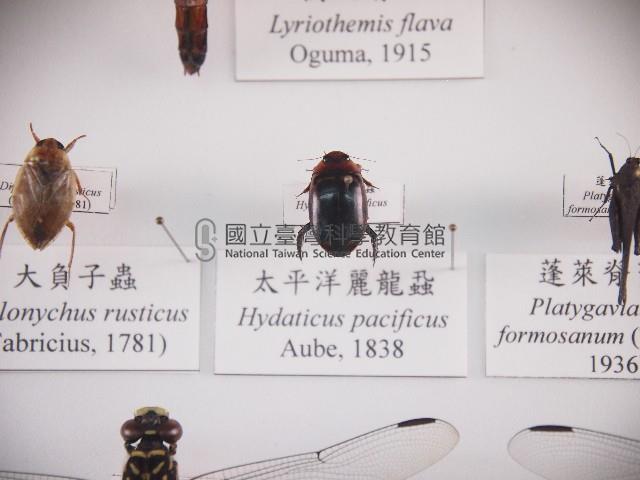 太平洋麗龍蝨藏品圖，第1張