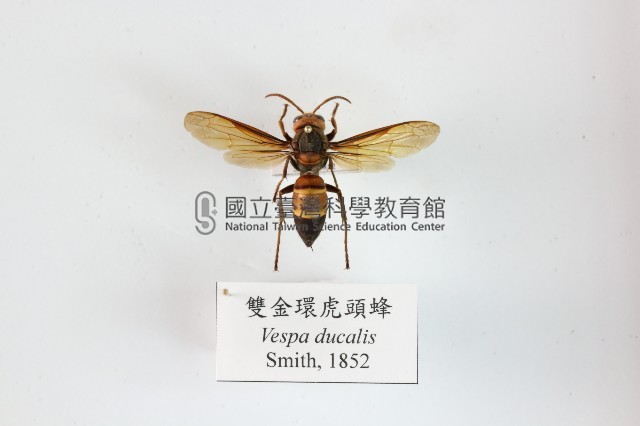 雙金環虎頭蜂藏品圖，第1張