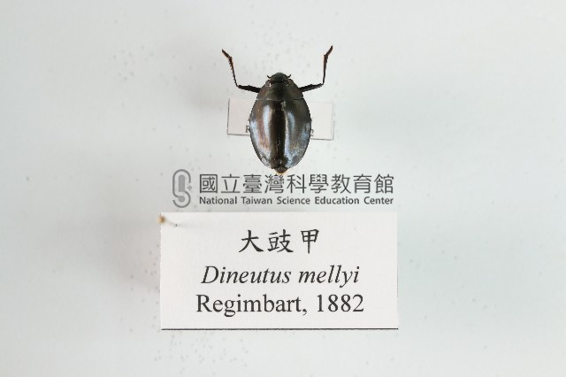 大豉甲藏品圖，第1張