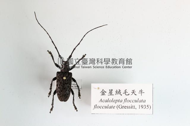 金星絨毛天牛藏品圖，第1張