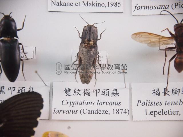 雙紋褐叩頭蟲藏品圖，第1張