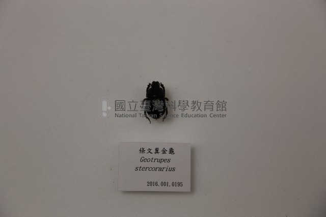 條文糞金龜藏品圖，第1張