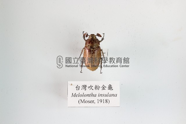 臺灣吹粉金龜藏品圖，第1張