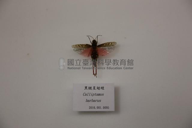 黑腿星翅蝗藏品圖，第1張