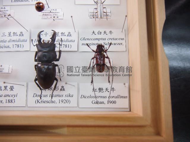 紅艷天牛藏品圖，第1張